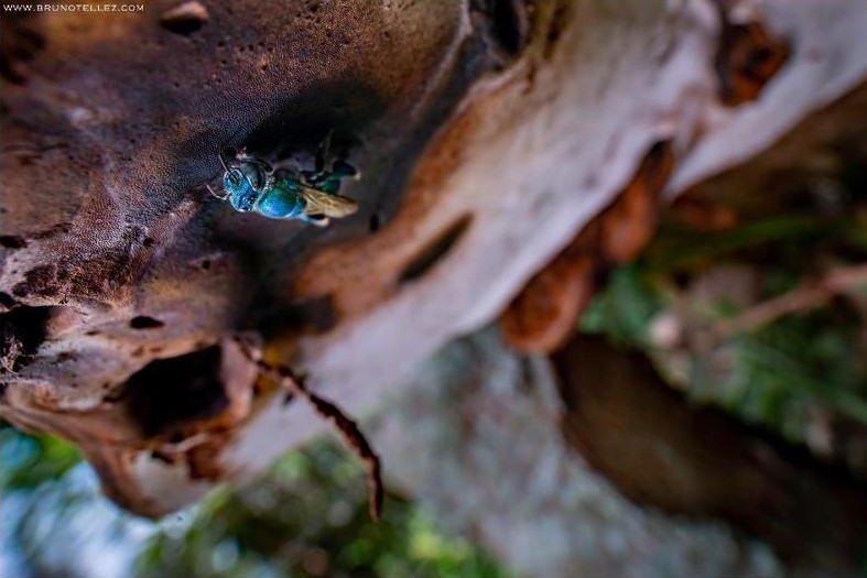 First record of fragrance collection by euglossine bees (Apidae ...