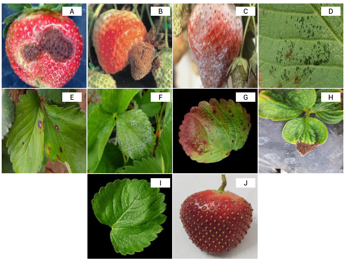 Identificación de problemas fitosanitarios en el cultivo de fresa por