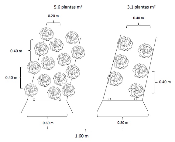 Manejo del Nitrógeno y Densidad de Plantación en Repollo Cultivado en ...